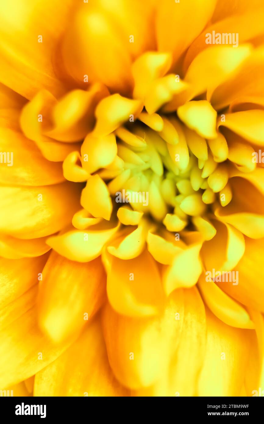 Art rétro, carte vintage et concept botanique, fond floral abstrait, fleur de chrysanthème jaune. Macro fleurs fond pour marque de vacances Banque D'Images Art rétro, carte vintage et concept botanique, fond floral abstrait, fleur de chrysanthème jaune. Macro fleurs fond pour marque de vacances Banque D'Images