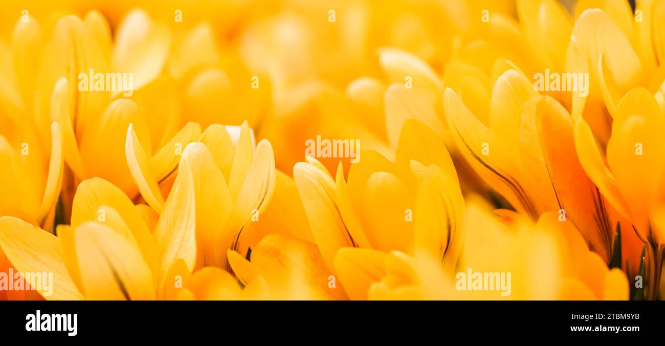 Fleurs de crocus jaunes. Fond macro-floral pour le design de la marque des fêtes Banque D'Images Fleurs de crocus jaunes. Fond macro-floral pour le design de la marque des fêtes Banque D'Images