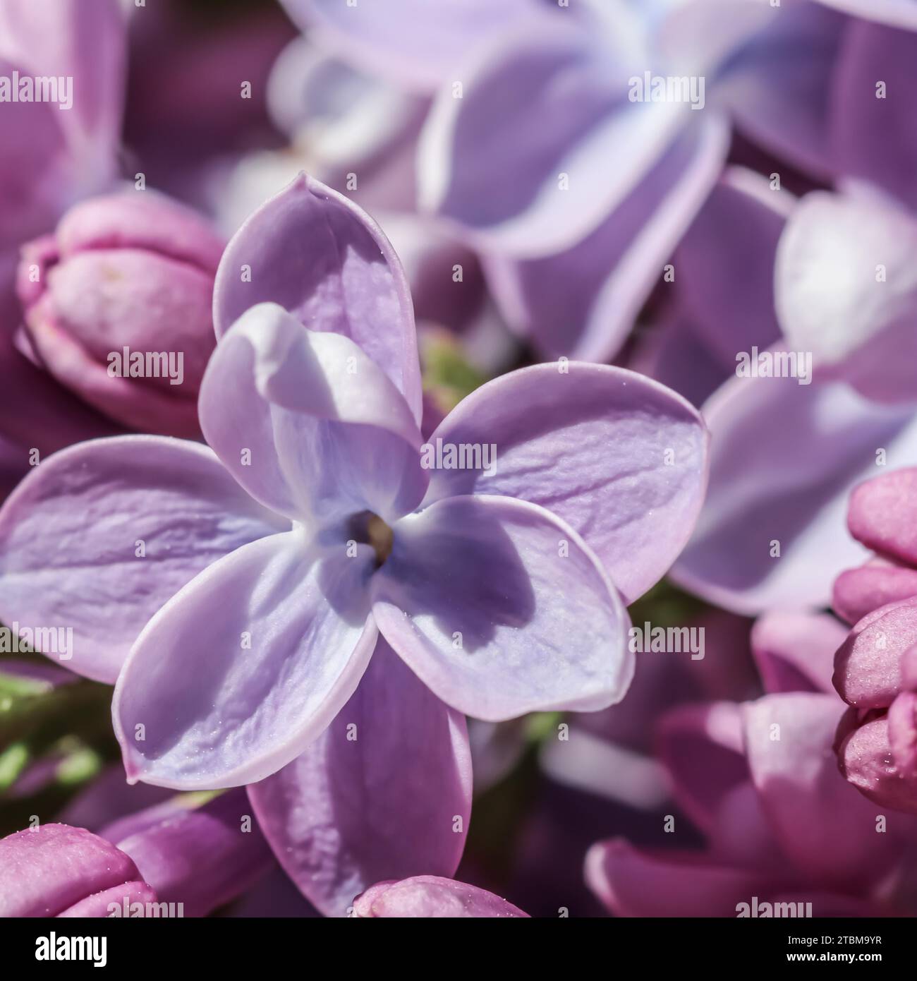 Arrière-plan floral abstrait, branche en fleur, terry violet pétales de fleur de lilas. Toile de fond de fleurs macro pour le design de la marque des fêtes. Mise au point douce Banque D'Images Arrière-plan floral abstrait, branche en fleur, terry violet pétales de fleur de lilas. Toile de fond de fleurs macro pour le design de la marque des fêtes. Mise au point douce Banque D'Images