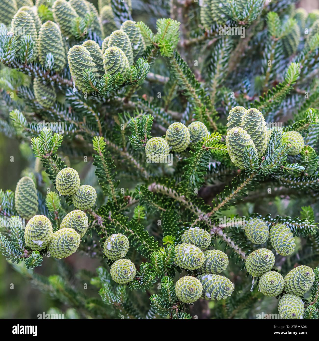 Une branche de sapin coréen avec des cônes dans le jardin sur un fond flou Banque D'Images Une branche de sapin coréen avec des cônes dans le jardin sur un fond flou Banque D'Images