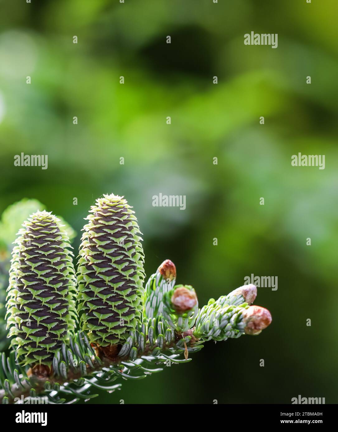 Une branche de sapin coréen avec des cônes et des gouttes de pluie dans un jardin de printemps sur un fond flou Banque D'Images Une branche de sapin coréen avec des cônes et des gouttes de pluie dans un jardin de printemps sur un fond flou Banque D'Images