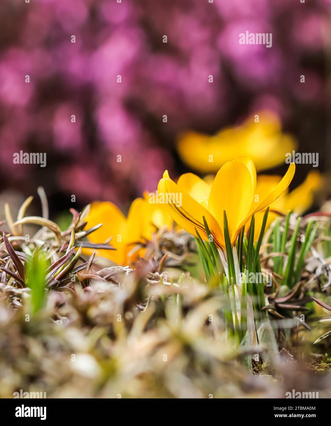 Le printemps arrive. Le premier crocus jaune dans mon jardin sur une journée ensoleillée Banque D'Images Le printemps arrive. Le premier crocus jaune dans mon jardin sur une journée ensoleillée Banque D'Images