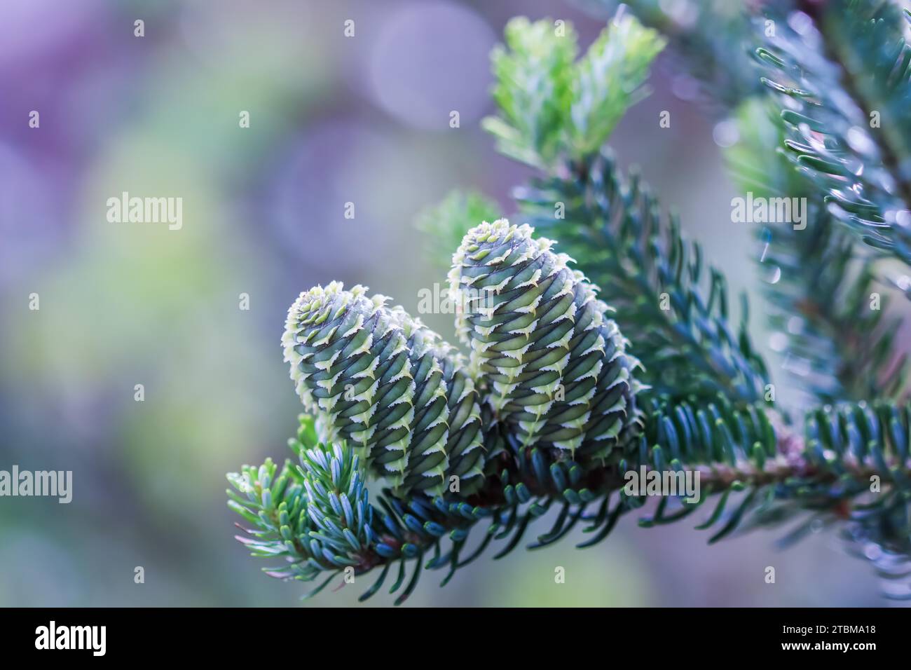 Une branche de sapin coréen avec des cônes dans le jardin sur un fond flou Banque D'Images Une branche de sapin coréen avec des cônes dans le jardin sur un fond flou Banque D'Images