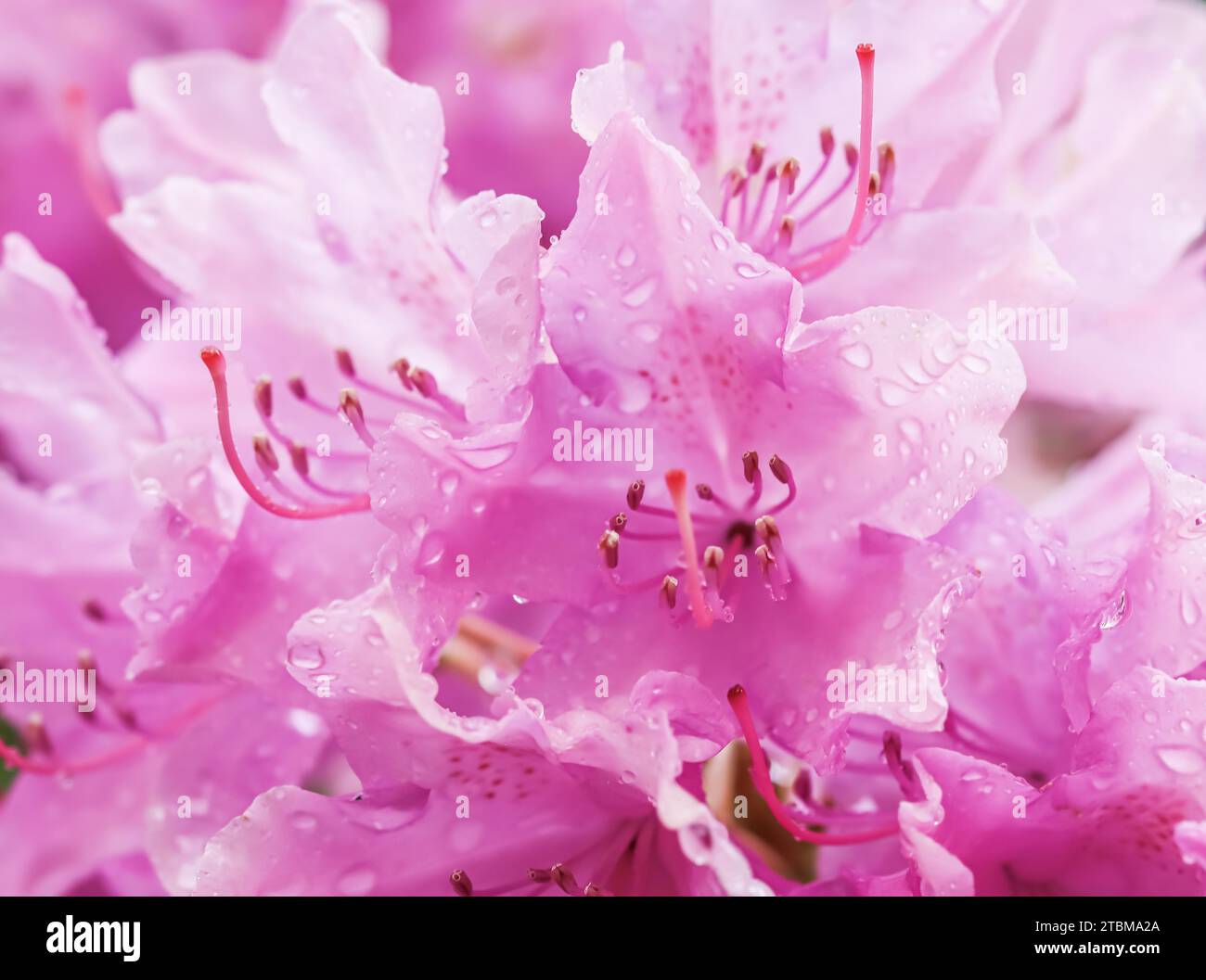 Pétales roses de fleur de rhododendron avec gouttes de rosée.Fond de fleurs macro pour le design de la marque de vacances Banque D'Images