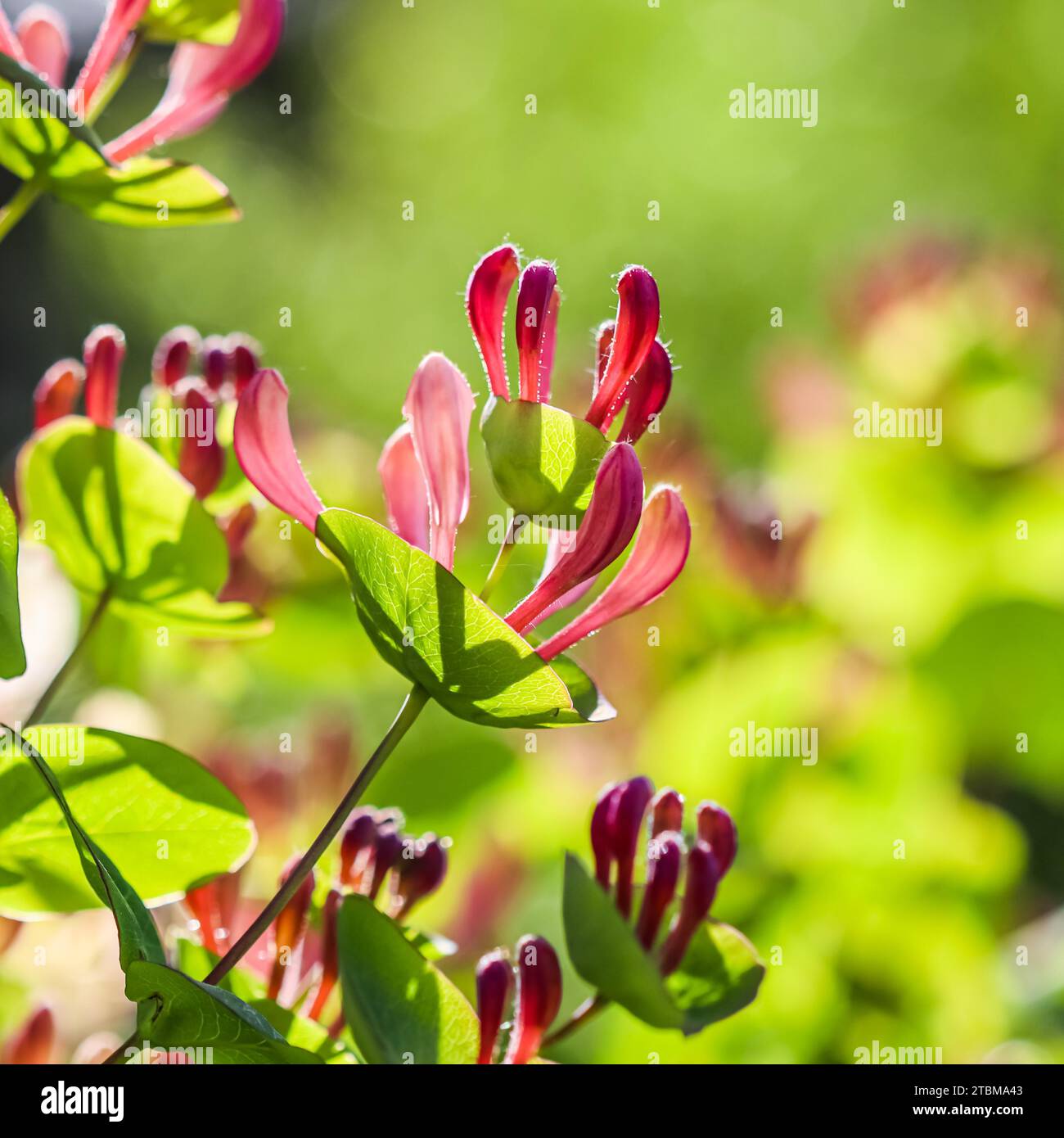 Rose Honeysuckle (Lonicera) bourgeons et fleurs dans un jardin ensoleillé. Etrusca Santi caprifolium, woodbine en fleur. Concept de jardinage. Fond floral Banque D'Images