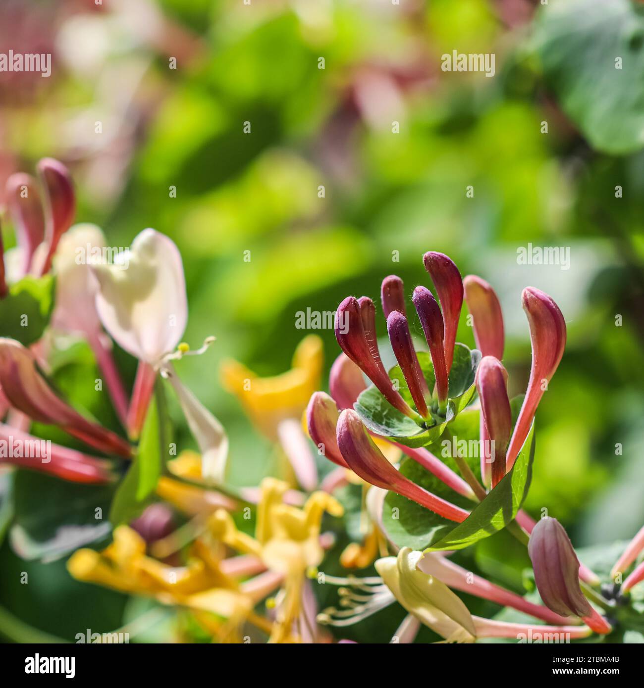 Rose Honeysuckle (Lonicera) bourgeons et fleurs dans un jardin ensoleillé. Etrusca Santi caprifolium, woodbine en fleur. Concept de jardinage. Fond floral Banque D'Images Rose Honeysuckle (Lonicera) bourgeons et fleurs dans un jardin ensoleillé. Etrusca Santi caprifolium, woodbine en fleur. Concept de jardinage. Fond floral Banque D'Images