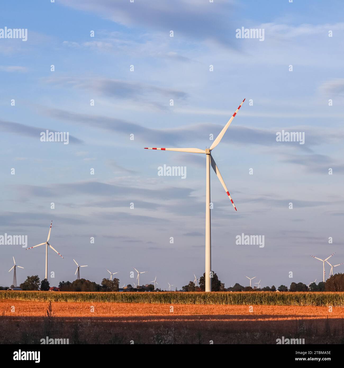 Parc éolien sur le terrain, les éoliennes tournent pour produire de l'électricité, de l'énergie alternative et des technologies vertes Banque D'Images Parc éolien sur le terrain, les éoliennes tournent pour produire de l'électricité, de l'énergie alternative et des technologies vertes Banque D'Images