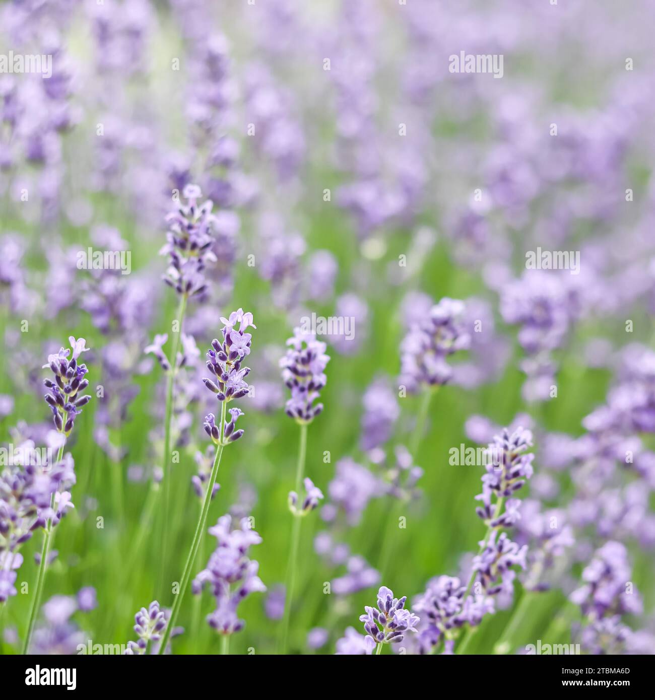 Fond de lavande violette dans le jardin. Mise au point douce Banque D'Images Fond de lavande violette dans le jardin. Mise au point douce Banque D'Images