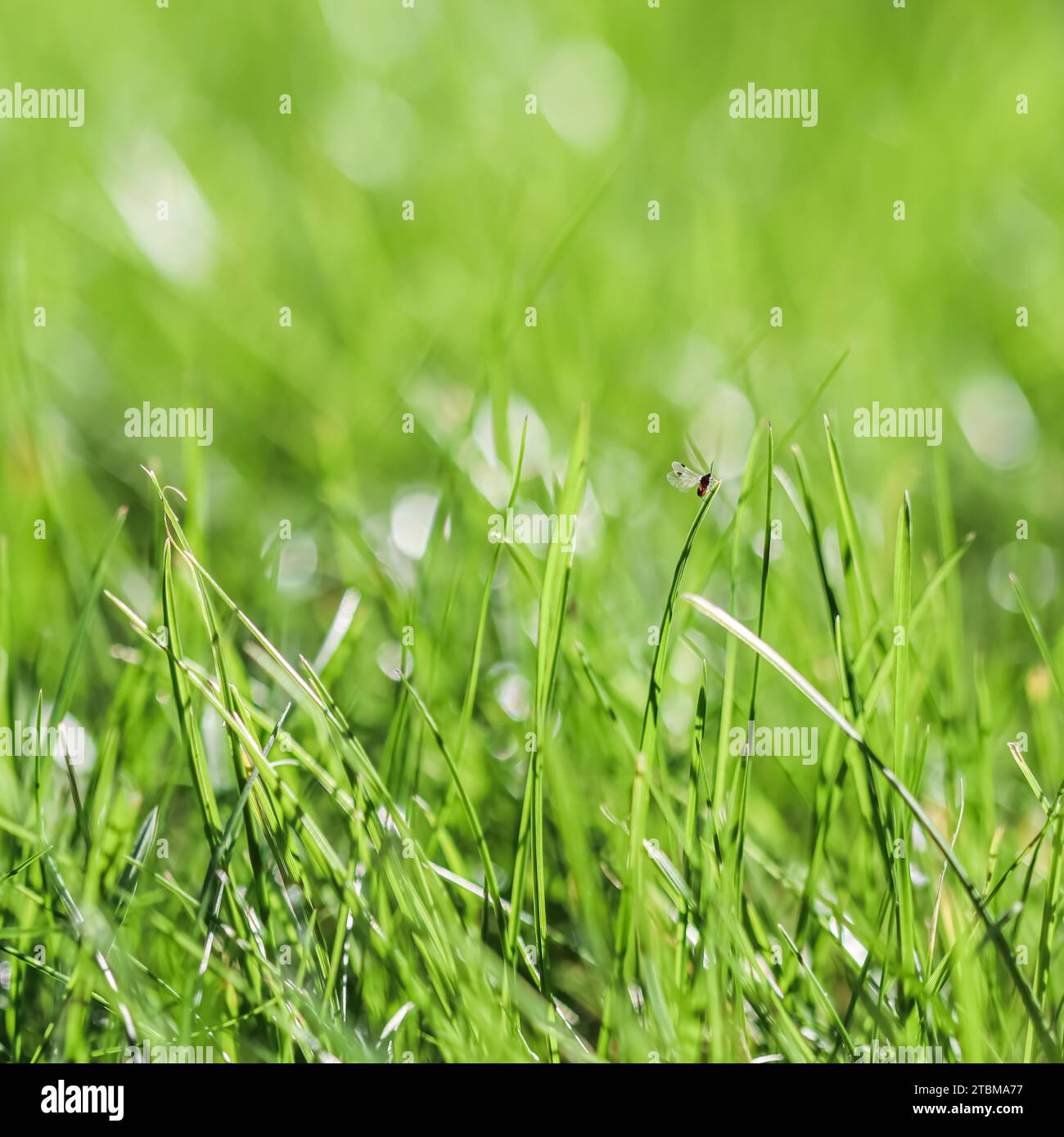 Texture, arrière-plan, motif d'herbe verte avec un insecte. Bokeh avec réflexion de la lumière. Toile de fond naturelle Banque D'Images