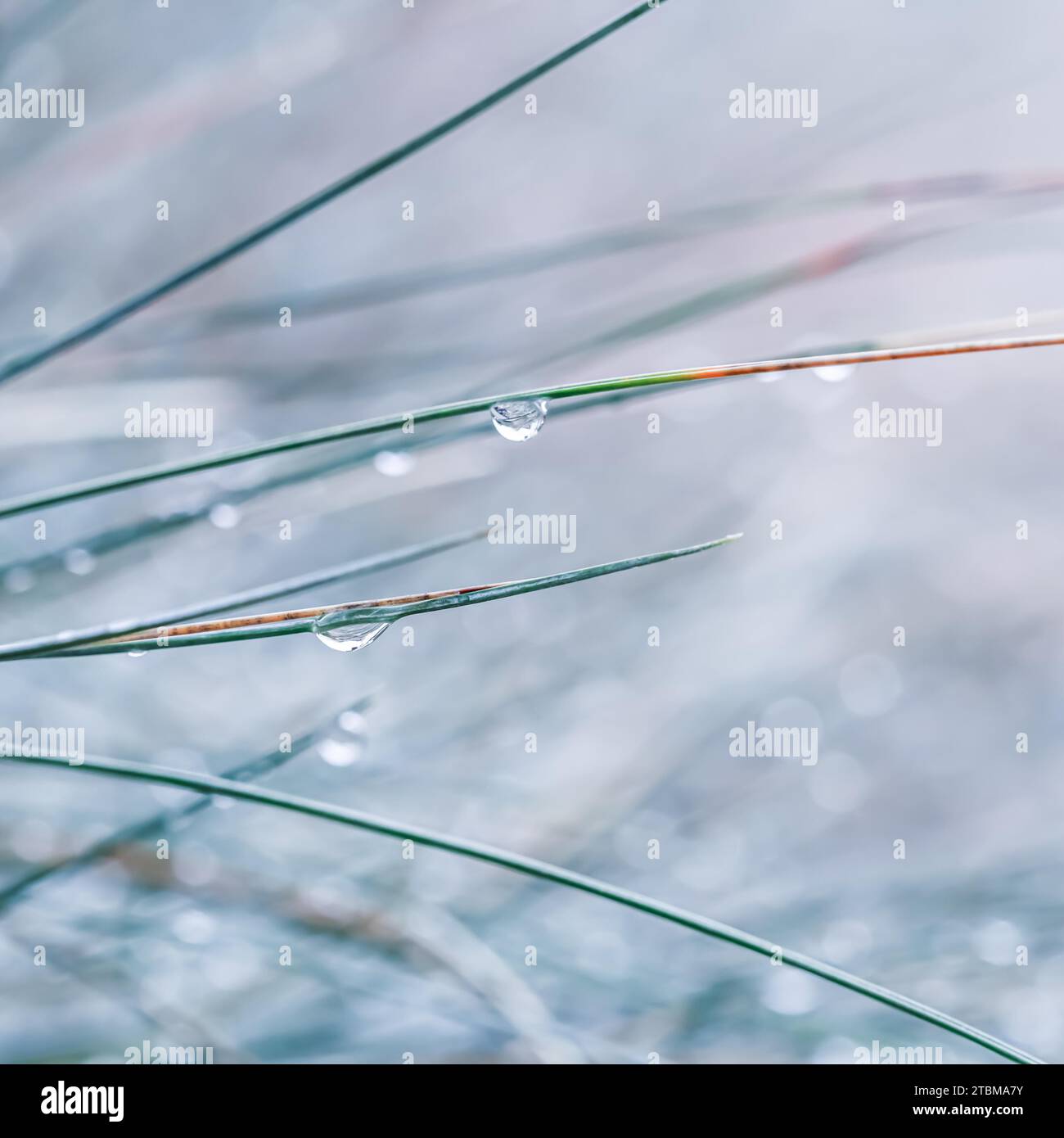 Herbe décorative bleue Fescue Festuca glauca avec gouttes d'eau. Arrière-plan d'automne flou Banque D'Images