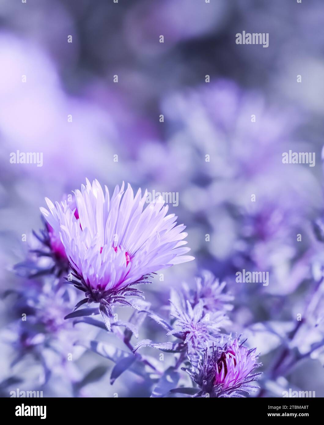 Magnifique Aster Sapphire Mist de fleurs bleues avec une abeille dedans jardin d'automne Banque D'Images Magnifique Aster Sapphire Mist de fleurs bleues avec une abeille dedans jardin d'automne Banque D'Images