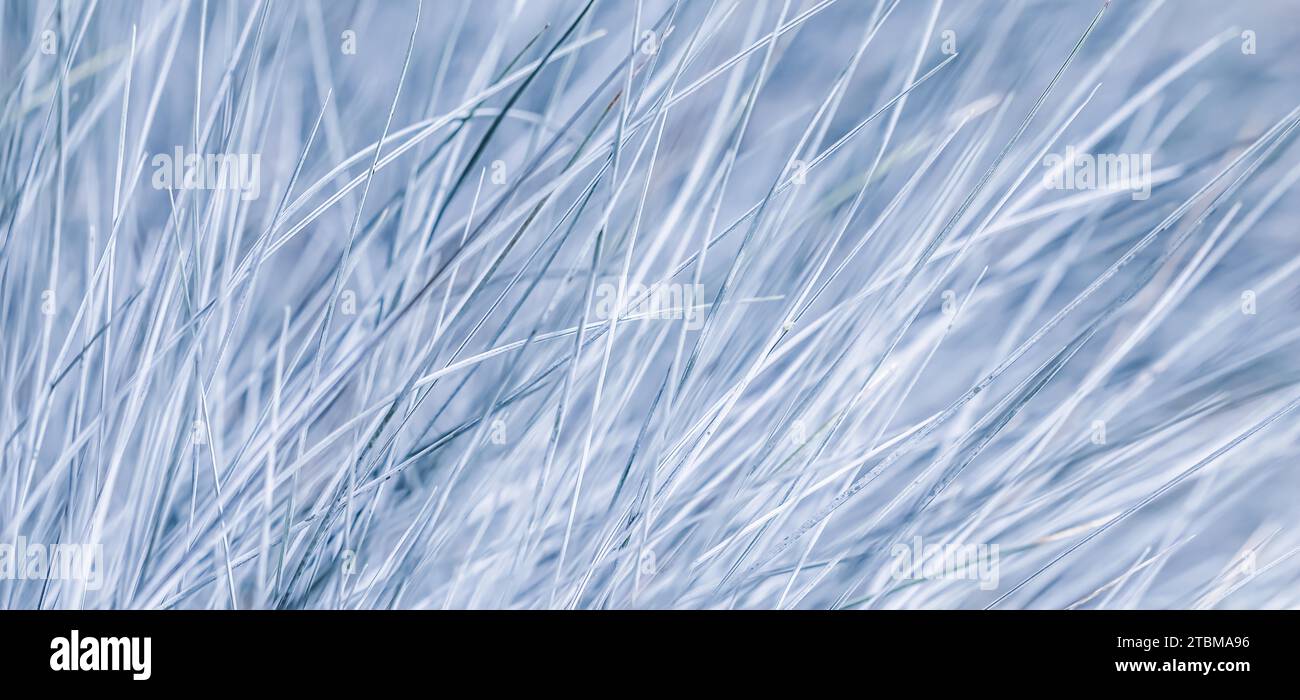 Fond bleu blanc d'herbe ornementale Festuca glauca. Mise au point douce Banque D'Images