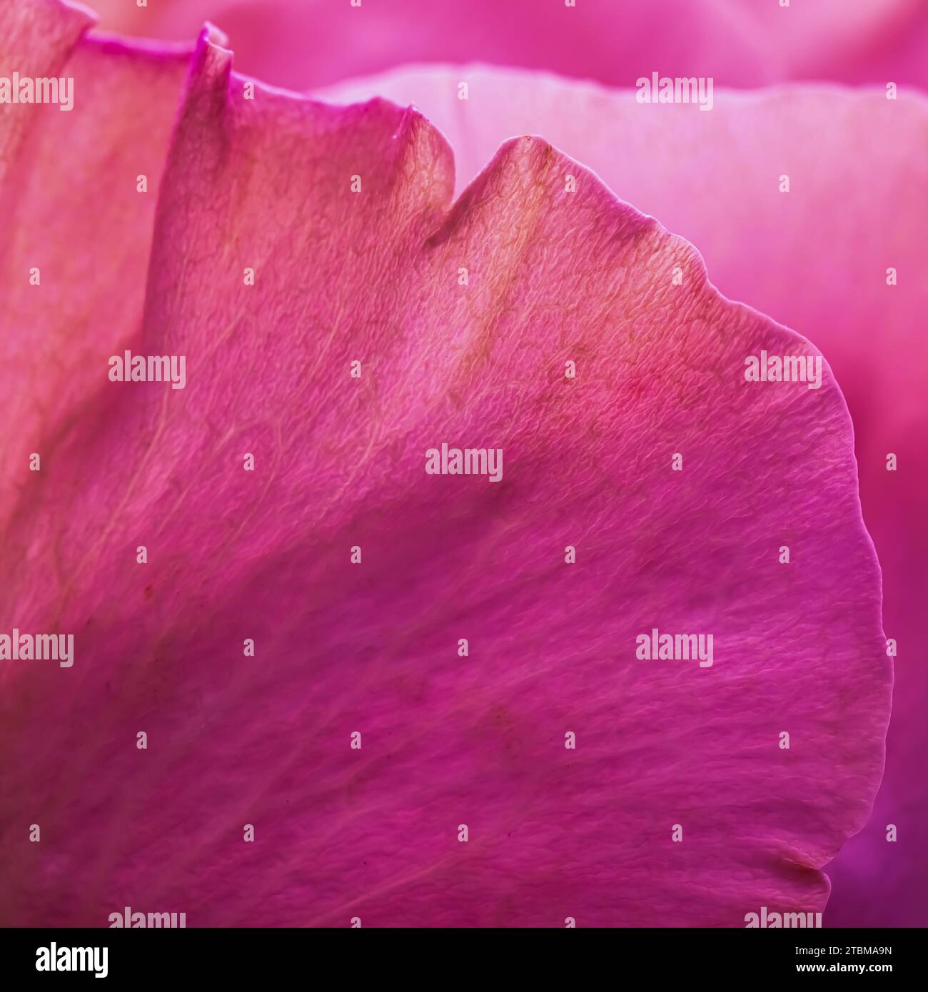 Arrière-plan floral abstrait, pétales de fleurs roses violets, mise au point douce. Toile de fond de fleurs macro pour le design de la marque des fêtes Banque D'Images