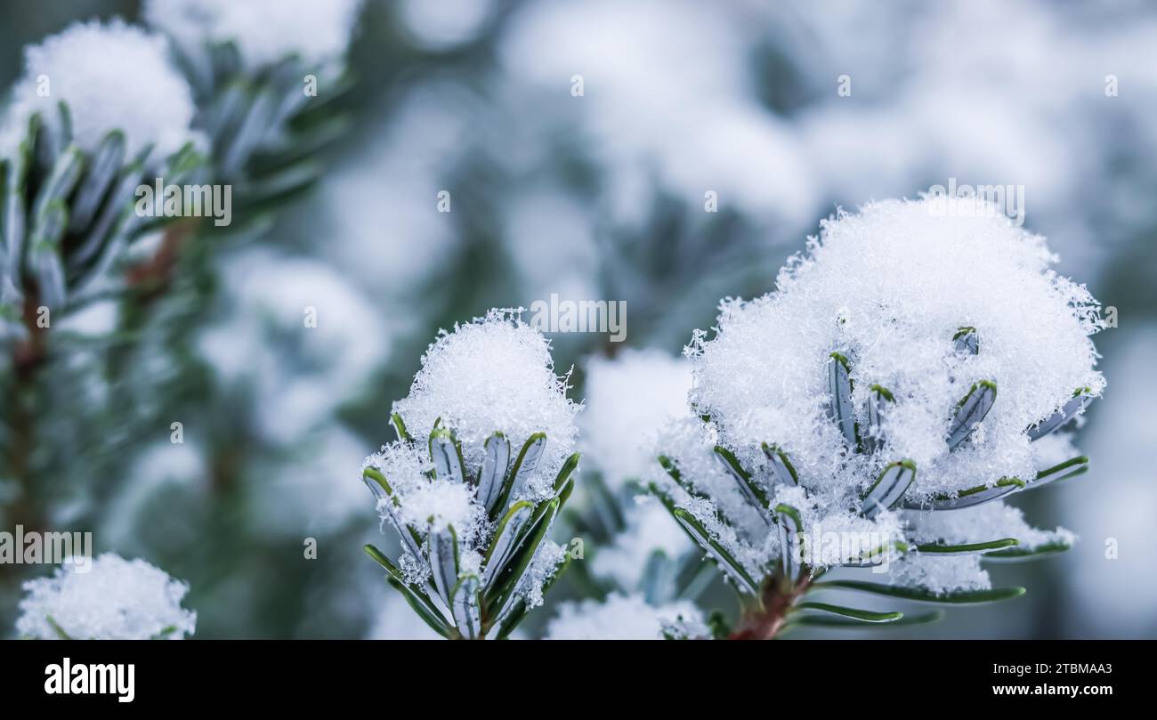 Branche pittoresque de sapin coréen avec de la neige blanche fraîche. Arrière-plan d'hiver Banque D'Images Branche pittoresque de sapin coréen avec de la neige blanche fraîche. Arrière-plan d'hiver Banque D'Images
