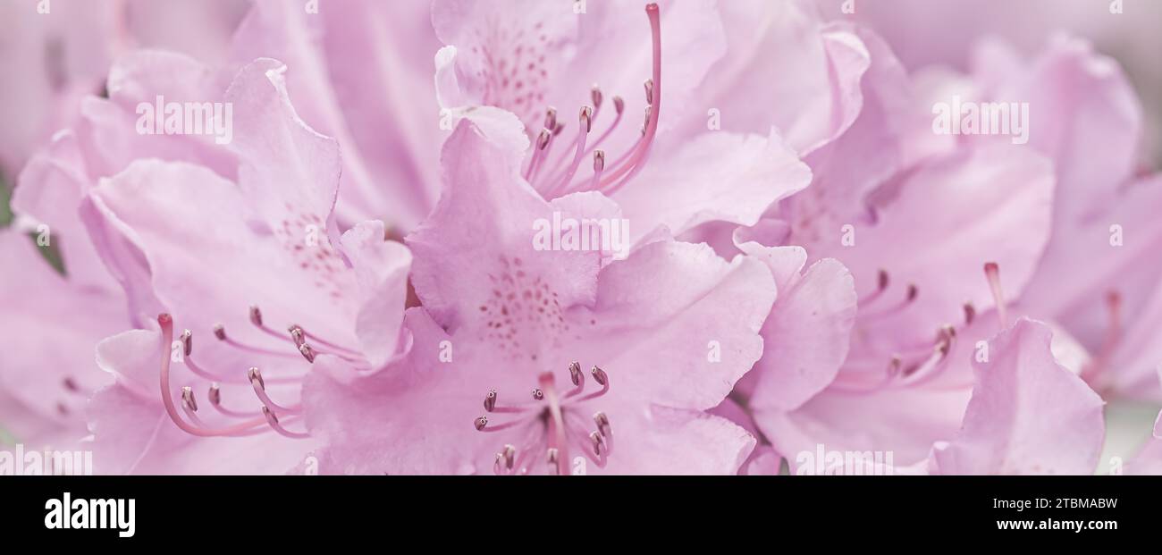 Pétales de fleurs de Rhododendron rose pâle. Fond de fleurs macro pour les vacances. Mise au point douce Banque D'Images Pétales de fleurs de Rhododendron rose pâle. Fond de fleurs macro pour les vacances. Mise au point douce Banque D'Images