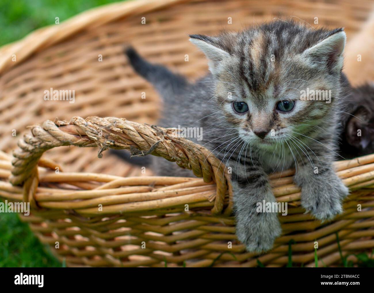 Petit chaton rayé gris dans un vieux panier en osier Banque D'Images