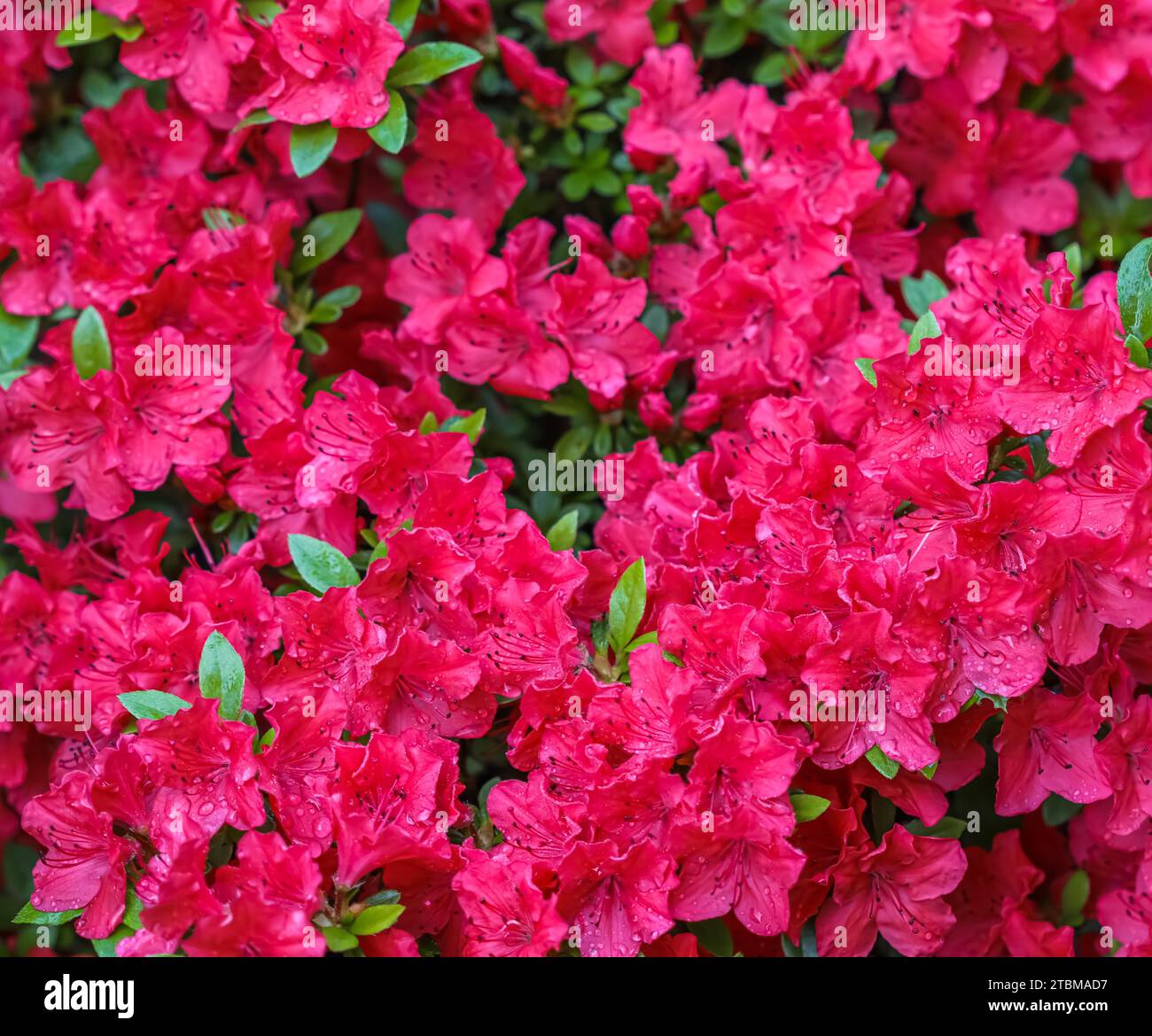 Fleurs d'azalée rouges fleuries avec des gouttes de rosée dans le jardin de printemps. Concept de jardinage. Fond floral Banque D'Images Fleurs d'azalée rouges fleuries avec des gouttes de rosée dans le jardin de printemps. Concept de jardinage. Fond floral Banque D'Images