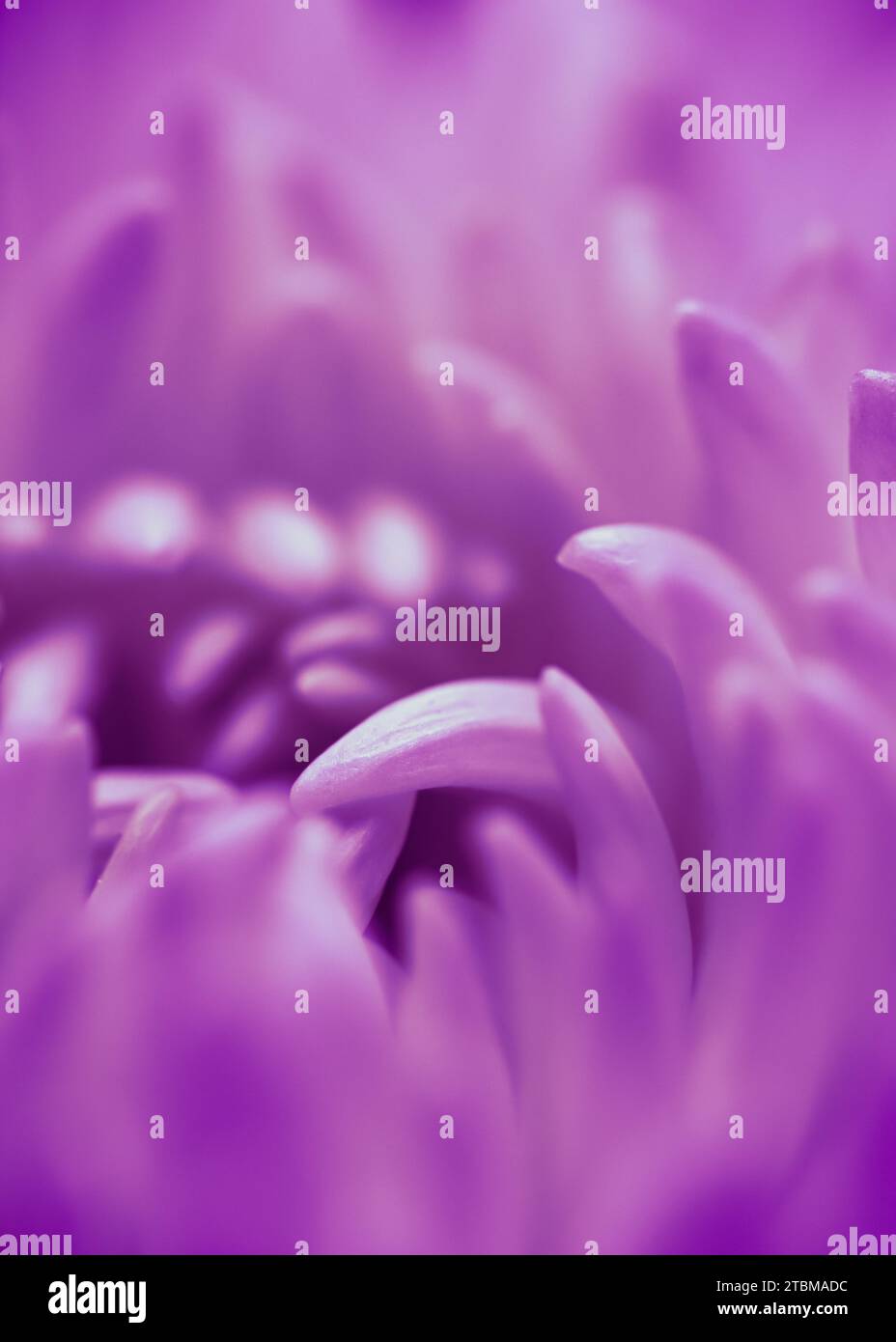 Arrière-plan floral abstrait, pétales de fleurs de pâquerettes violettes. Toile de fond de fleurs macro pour le design de vacances. Mise au point douce Banque D'Images Arrière-plan floral abstrait, pétales de fleurs de pâquerettes violettes. Toile de fond de fleurs macro pour le design de vacances. Mise au point douce Banque D'Images