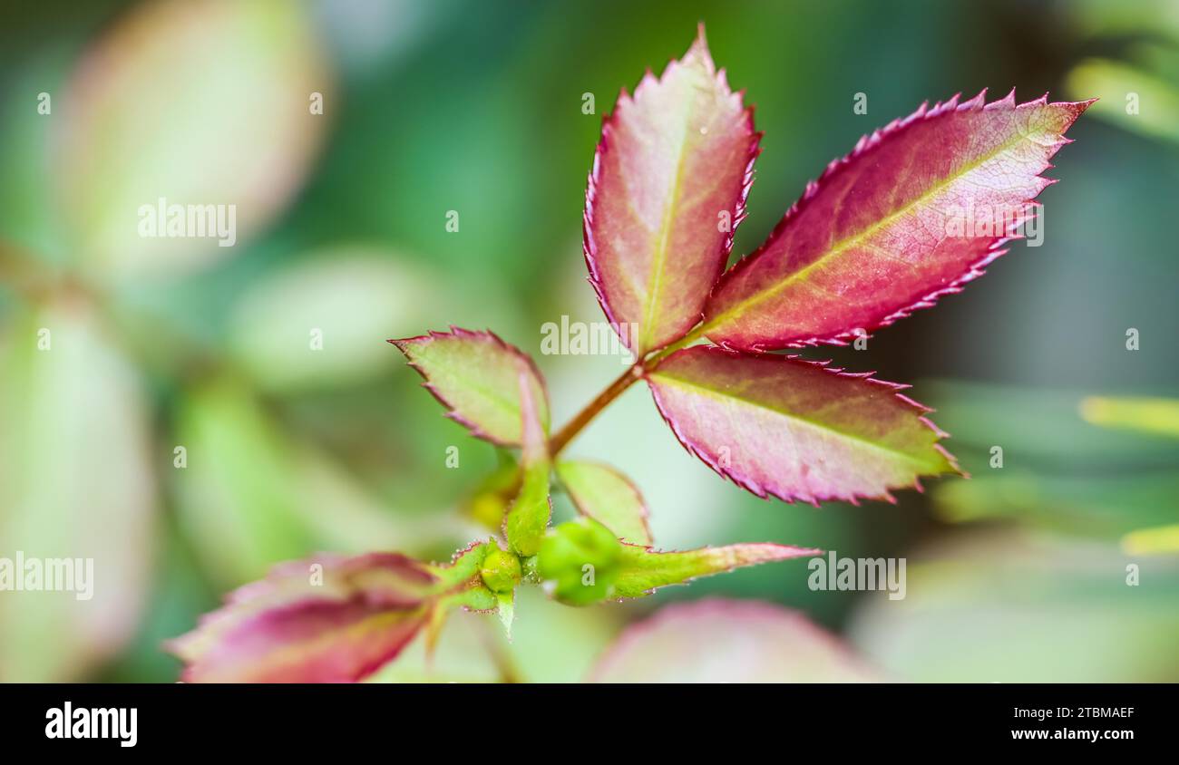 Feuille de rose rouge avec gouttes de pluie après la pluie dans le jardin. Bokeh avec réflexion de la lumière Banque D'Images