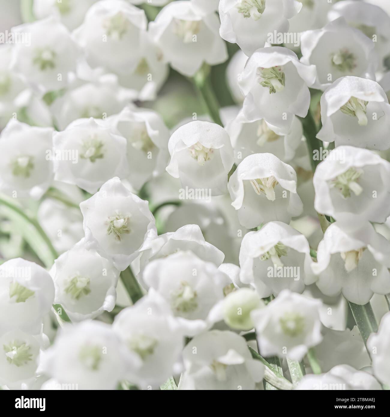 Nénuphars blancs de fleurs de la vallée. Fond floral naturel. Mise au point douce Banque D'Images Nénuphars blancs de fleurs de la vallée. Fond floral naturel. Mise au point douce Banque D'Images