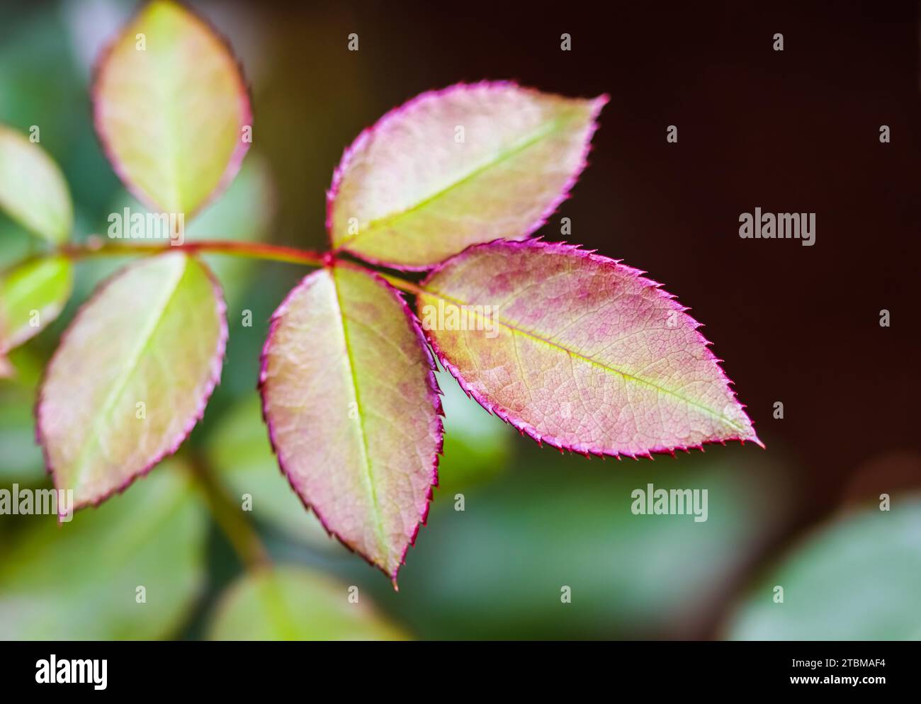 Feuille de rose rouge avec gouttes de pluie après la pluie dans le jardin. Bokeh avec réflexion de la lumière Banque D'Images