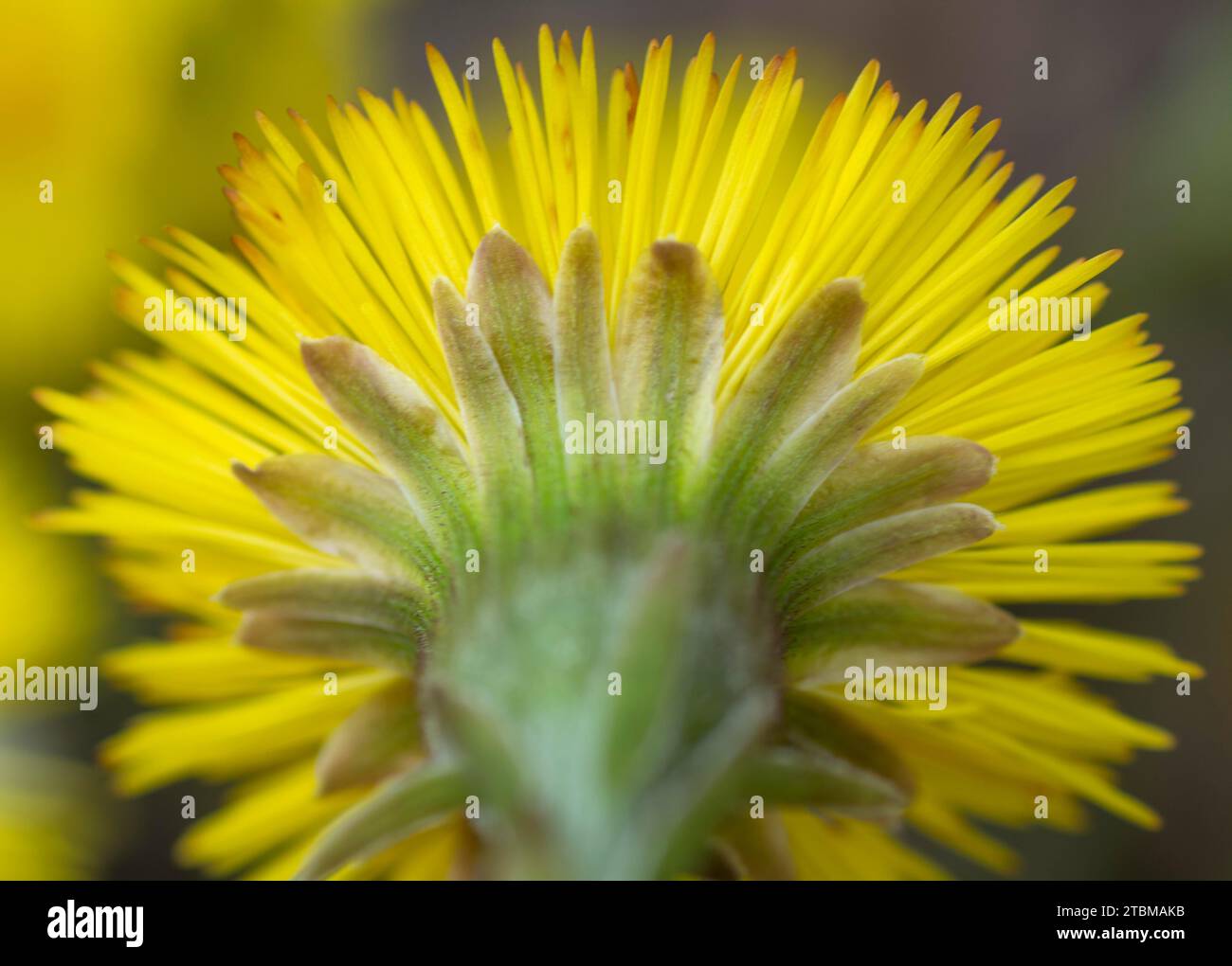 Simple pied-coltsfoot jaune (Tussilago Farfara) au début du printemps. Fleur de Coltsfoot en gros plan. Macro. Mise au point sélective Banque D'Images