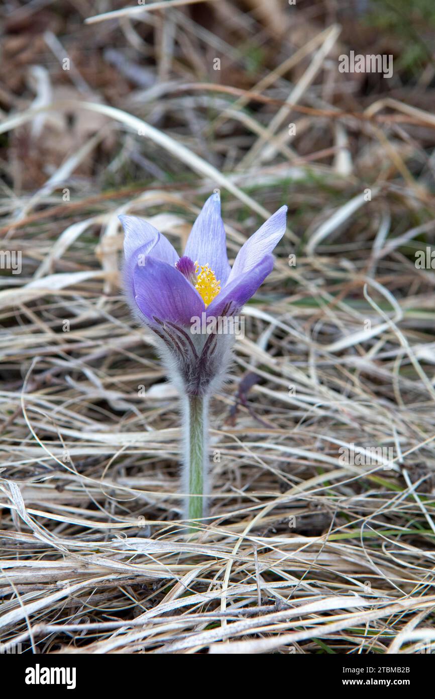 La fleur du Grand Pasque (Pulsatilla grandis) fleurit sur la prairie. en fleurs au début du printemps Banque D'Images