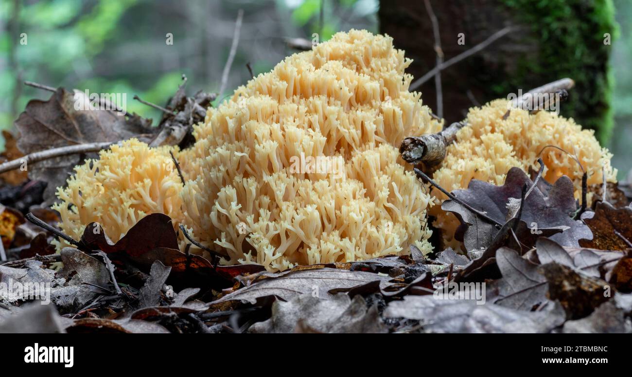 (Ramaria aurea) champignon comestible dans la forêt à l'automne Banque D'Images