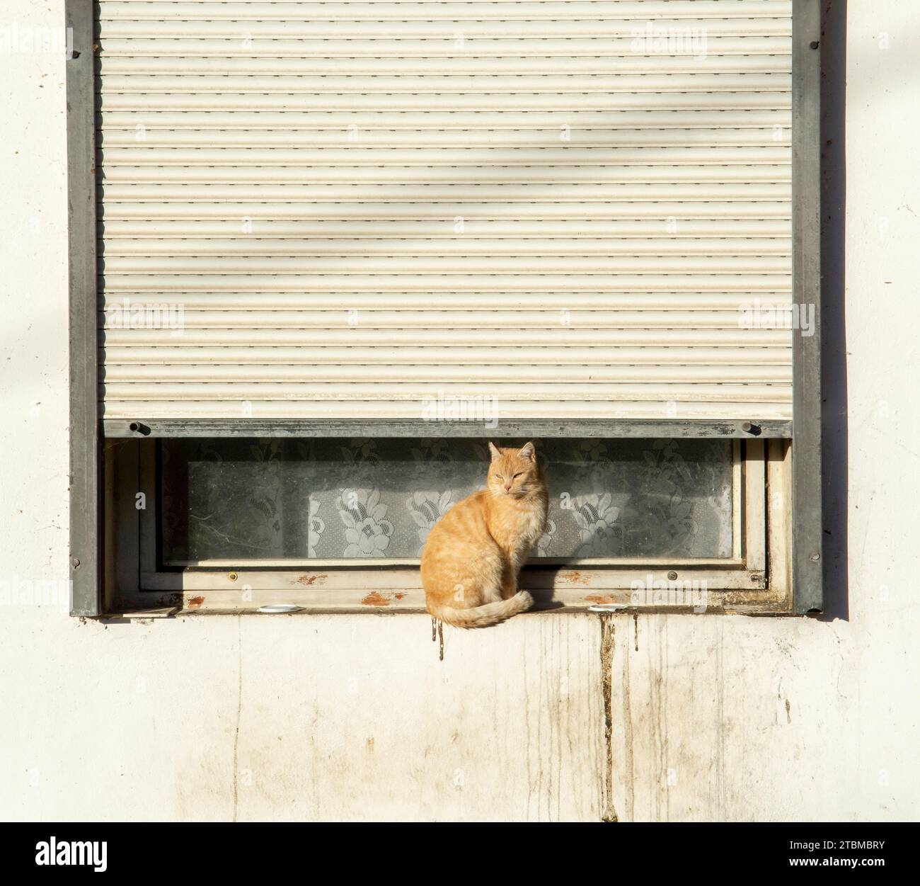 Chat adulte aux cheveux rouges assis sur un vieux rebord de fenêtre sale Banque D'Images