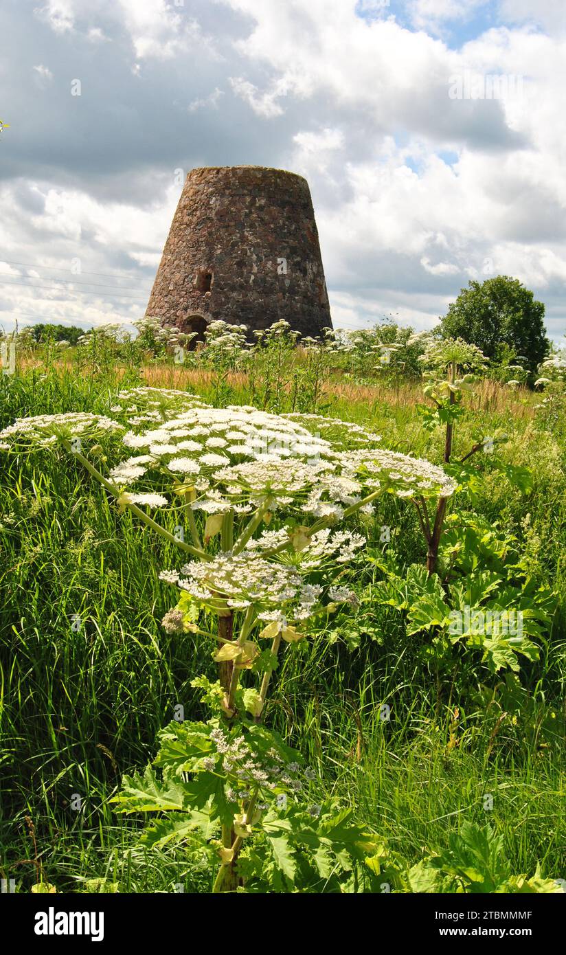 Accostage géant envahissant devant un moulin à vent abandonné à Sabile, Lettonie Banque D'Images