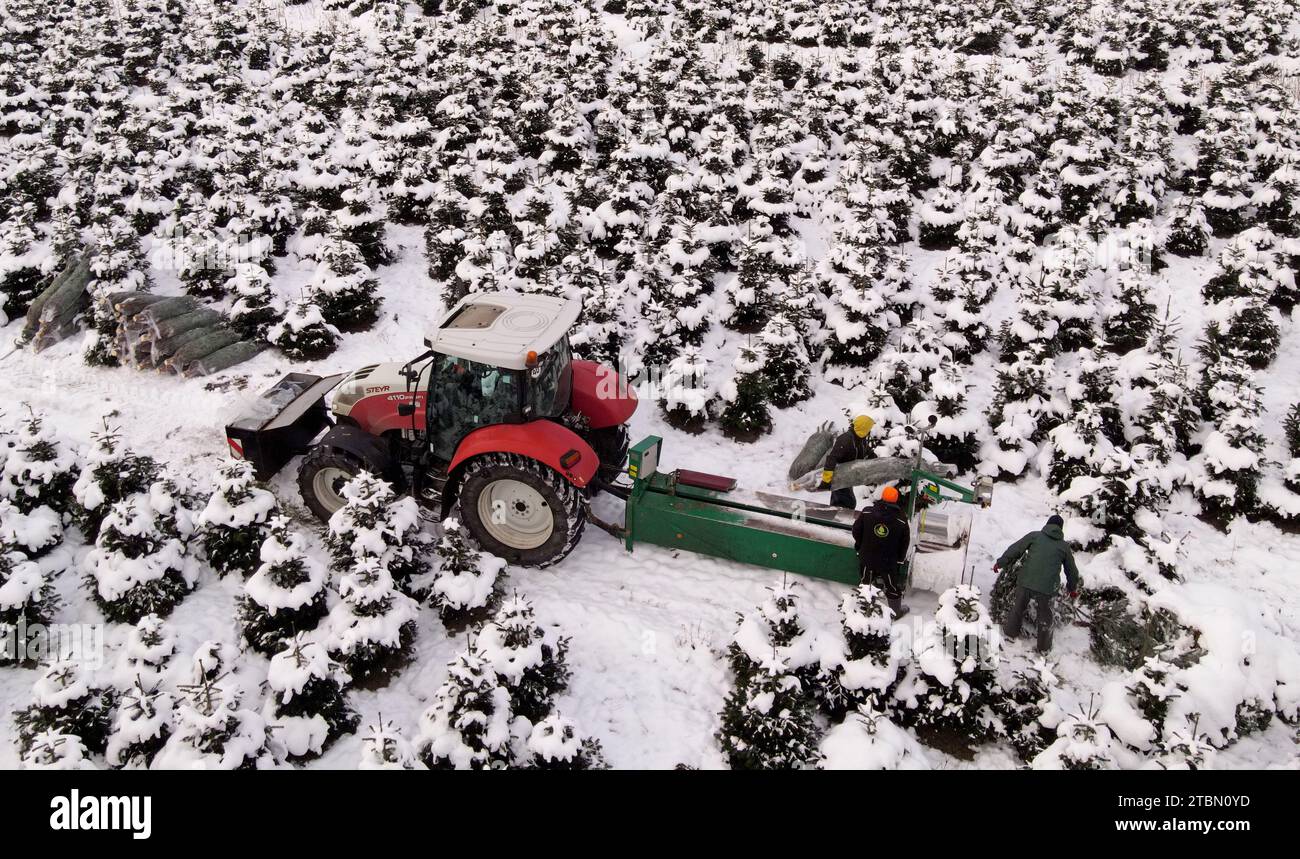 Marlow, Allemagne. 05 décembre 2023. Les arbres de Noël sont emballés pour le transport sur une plantation enneigée à Ostseetanne. Les chutes de neige massives de ces derniers jours ont fait de cette saison la plus difficile à ce jour pour l’entreprise. La neige rend les arbres plus lourds de dix kilogrammes dans le filet et les marques sont difficiles à voir. Environ 140 000 nouveaux arbres sont plantés à Ostseetanne chaque année. (Vue aérienne avec un drone/copter) crédit : Bernd Wüstneck/dpa/Alamy Live News Banque D'Images