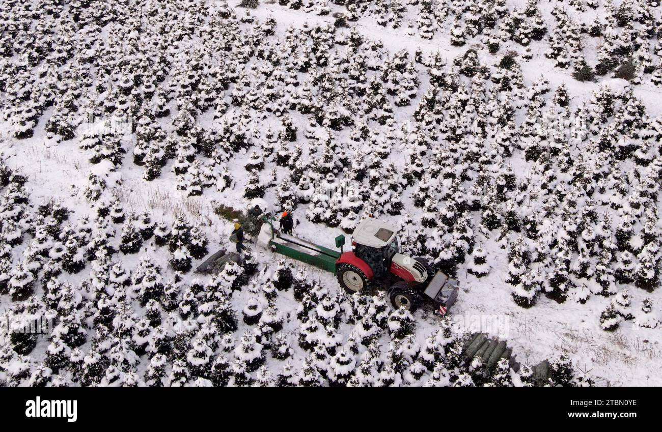 Marlow, Allemagne. 05 décembre 2023. Les arbres de Noël sont emballés pour le transport sur une plantation enneigée à Ostseetanne. Les chutes de neige massives de ces derniers jours ont fait de cette saison la plus difficile à ce jour pour l’entreprise. La neige rend les arbres plus lourds de dix kilogrammes dans le filet et les marques sont difficiles à voir. Environ 140 000 nouveaux arbres sont plantés à Ostseetanne chaque année. (Vue aérienne avec un drone/copter) crédit : Bernd Wüstneck/dpa/Alamy Live News Banque D'Images