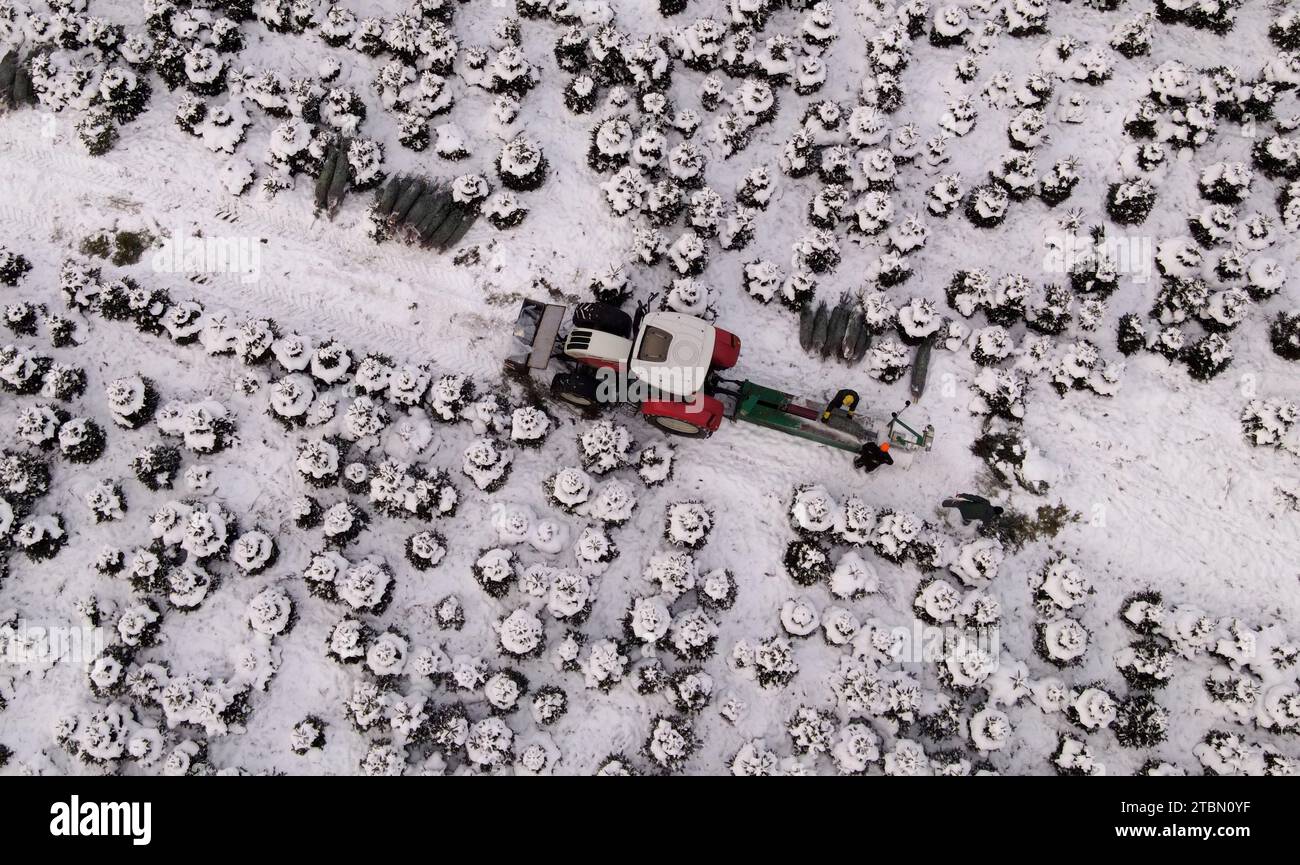 Marlow, Allemagne. 05 décembre 2023. Les arbres de Noël sont emballés pour le transport sur une plantation enneigée à Ostseetanne. Les chutes de neige massives de ces derniers jours ont fait de cette saison la plus difficile à ce jour pour l’entreprise. La neige rend les arbres plus lourds de dix kilogrammes dans le filet et les marques sont difficiles à voir. Environ 140 000 nouveaux arbres sont plantés à Ostseetanne chaque année. (Vue aérienne avec un drone/copter) crédit : Bernd Wüstneck/dpa/Alamy Live News Banque D'Images