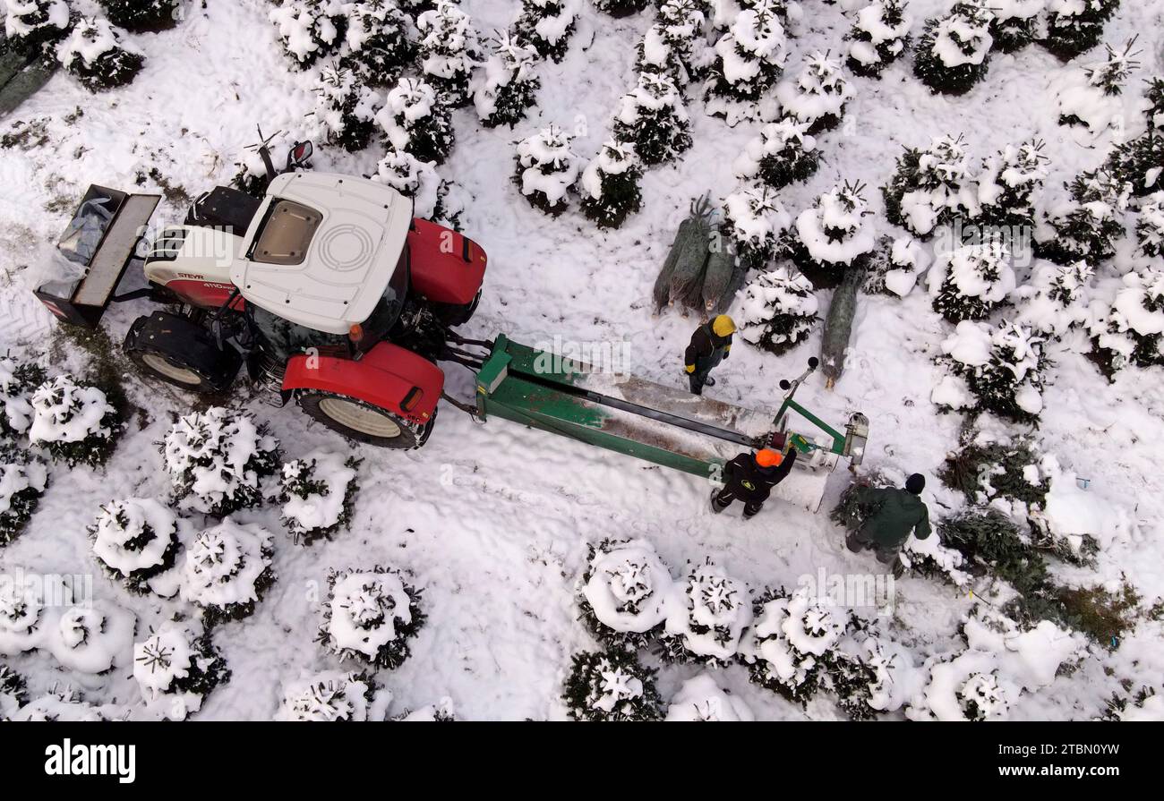 Marlow, Allemagne. 05 décembre 2023. Les arbres de Noël sont emballés pour le transport sur une plantation enneigée à Ostseetanne. Les chutes de neige massives de ces derniers jours ont fait de cette saison la plus difficile à ce jour pour l’entreprise. La neige rend les arbres plus lourds de dix kilogrammes dans le filet et les marques sont difficiles à voir. Environ 140 000 nouveaux arbres sont plantés à Ostseetanne chaque année. (Vue aérienne avec un drone/copter) crédit : Bernd Wüstneck/dpa/Alamy Live News Banque D'Images