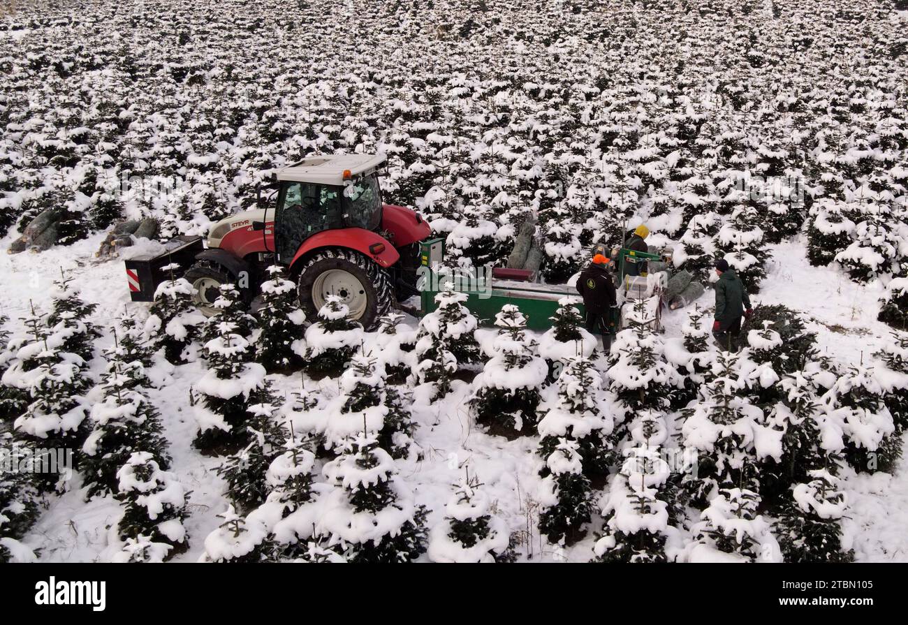 Marlow, Allemagne. 05 décembre 2023. Les arbres de Noël sont emballés pour le transport sur une plantation enneigée à Ostseetanne. Les chutes de neige massives de ces derniers jours ont fait de cette saison la plus difficile à ce jour pour l’entreprise. La neige rend les arbres plus lourds de dix kilogrammes dans le filet et les marques sont difficiles à voir. Environ 140 000 nouveaux arbres sont plantés à Ostseetanne chaque année. (Vue aérienne avec un drone/copter) crédit : Bernd Wüstneck/dpa/Alamy Live News Banque D'Images