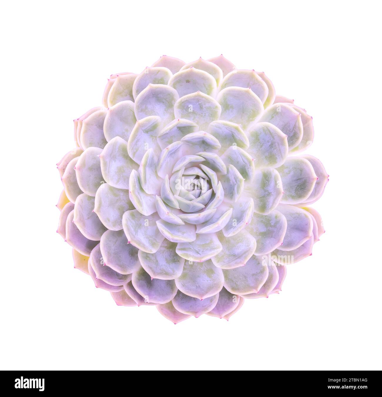 plante succulente violette dans la collection désert Banque D'Images
