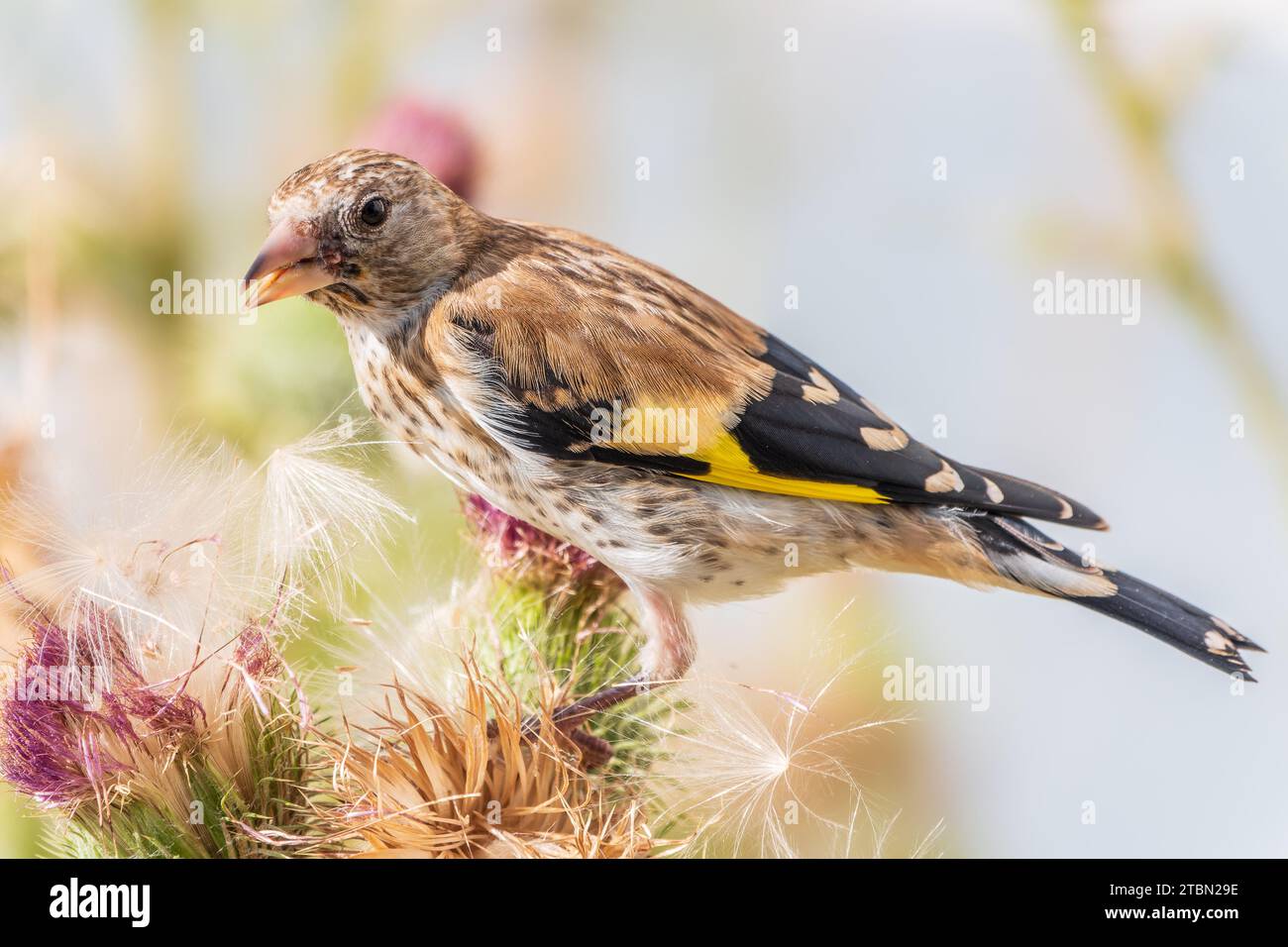 Égolfins européens avec jeunes plumage, se nourrissant des graines de thistles. Jeune européen goldfinch ou simplement goldfinch, nom latin Carduelis carte Banque D'Images