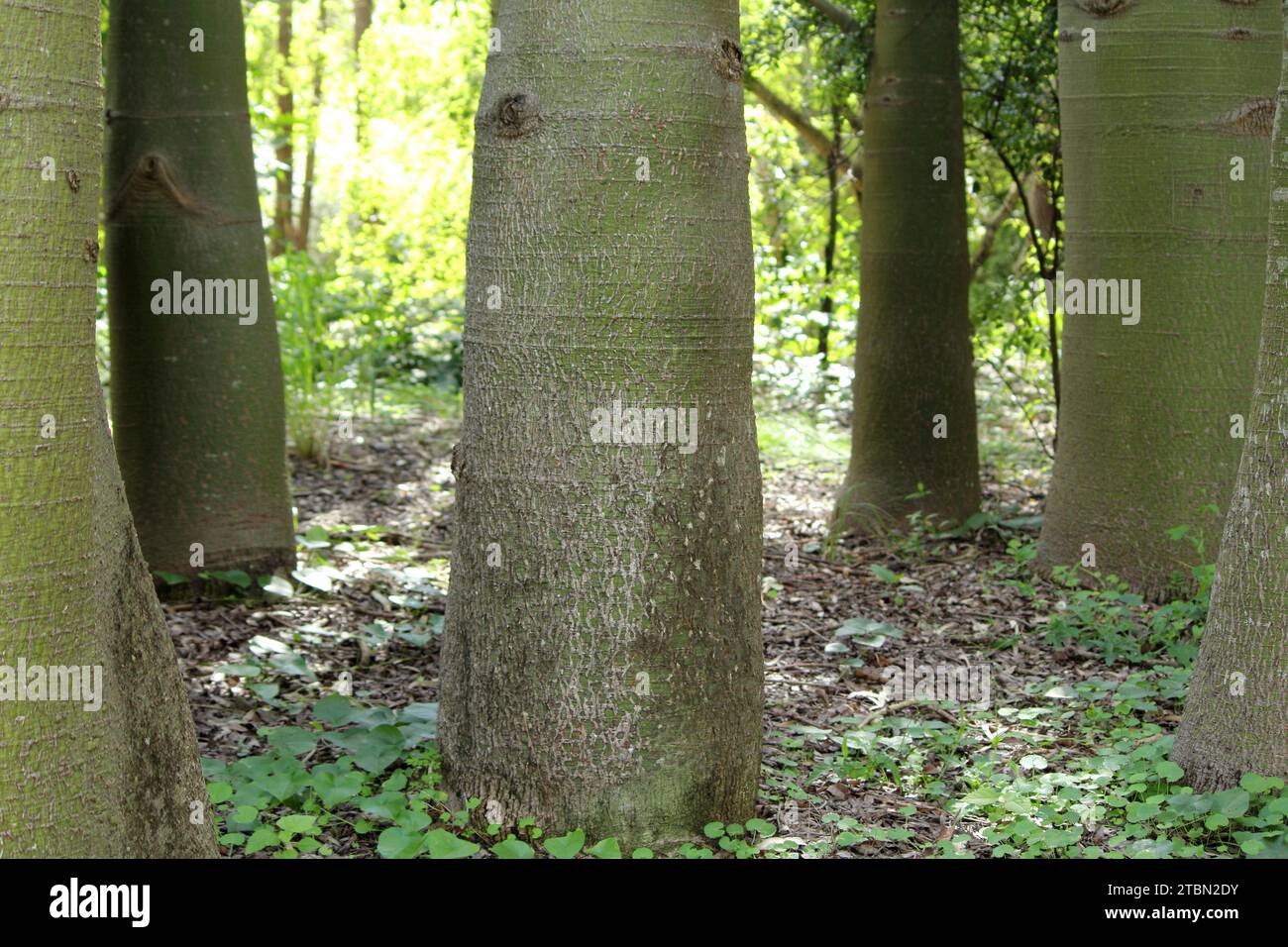 Paysage de troncs d'arbres en bouteille dans une forêt Banque D'Images