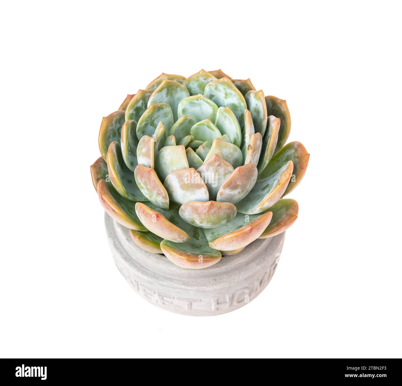 Plantes succulentes miniatures (cactus succulent) en pot de ciment avec mot Sweet home isolé sur blanc Banque D'Images
