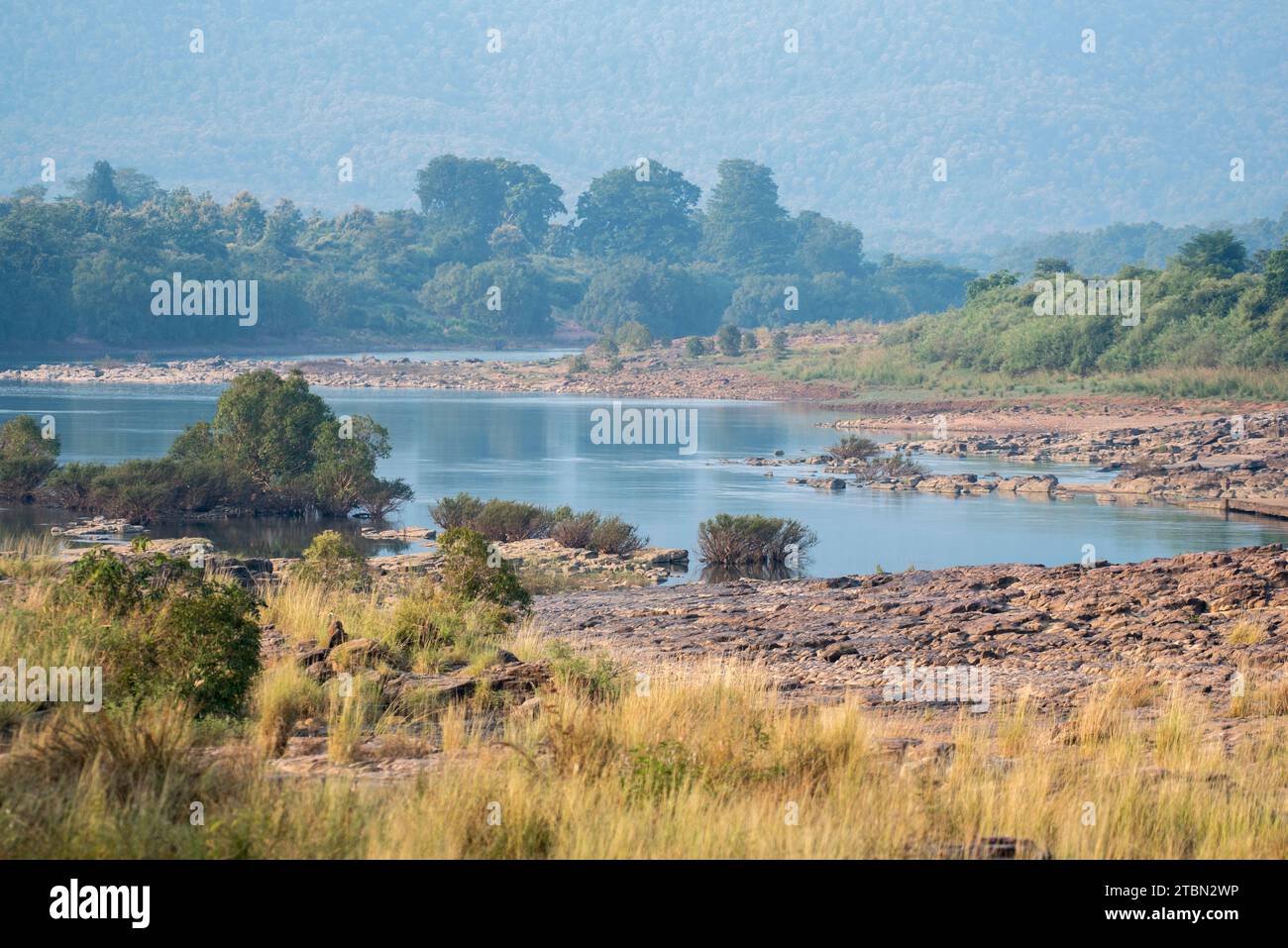 Fond naturel d'une scène forestière avec des arbres et des lacs. Banque D'Images