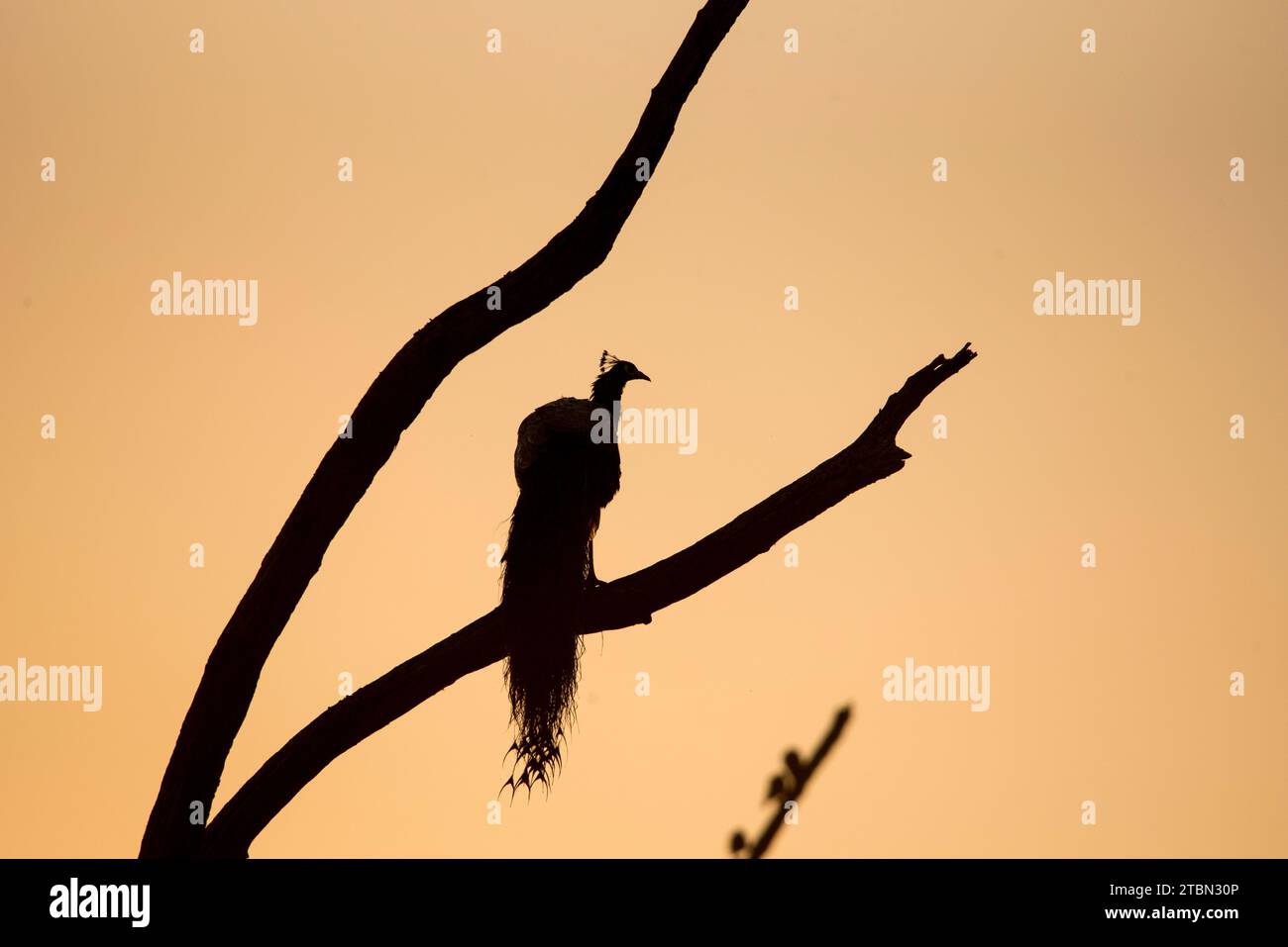 Silhouette d'un paon perché sur une branche au coucher du soleil. Banque D'Images