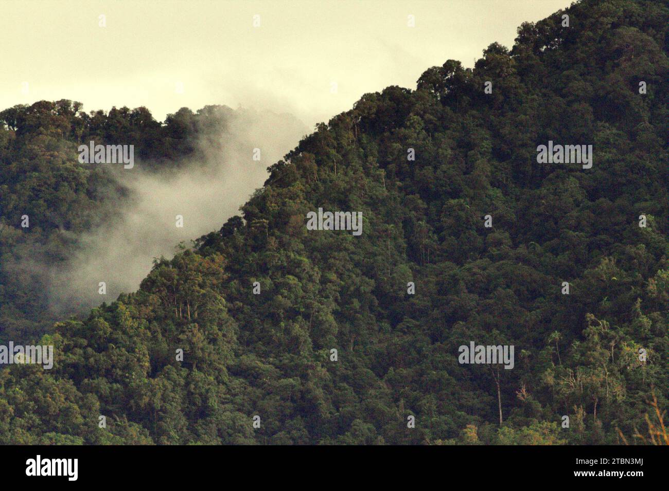 Couverture forestière sur le mont Duasudara (Dua Saudara) dans le nord de Sulawesi, Indonésie. La restauration des forêts mondiales là où elles se produisent naturellement pourrait potentiellement capturer 226 gigatonnes supplémentaires de carbone pour le réchauffement de la planète, équivalent à environ un tiers de la quantité libérée par les humains depuis le début de l’ère industrielle, selon une nouvelle étude publiée sur nature, comme rapporté par Catrin Einhorn sur le New York Times, le 13 novembre 2023. Cependant, le monde prend du retard sur les engagements de protection et de restauration des forêts, selon l'évaluation de la Déclaration forestière de 2023, citée par Mary Gagen de la... Banque D'Images