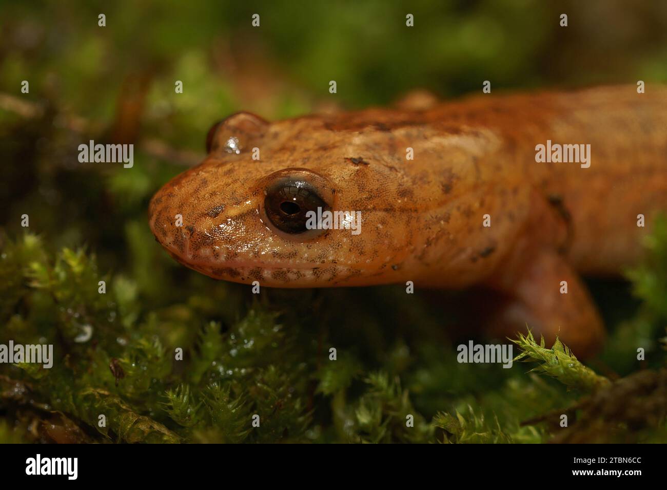 Plan rapproché naturel de la tête d'une salamandre pourpre, Gyrinophilus porphyriticus sur mousse verte Banque D'Images