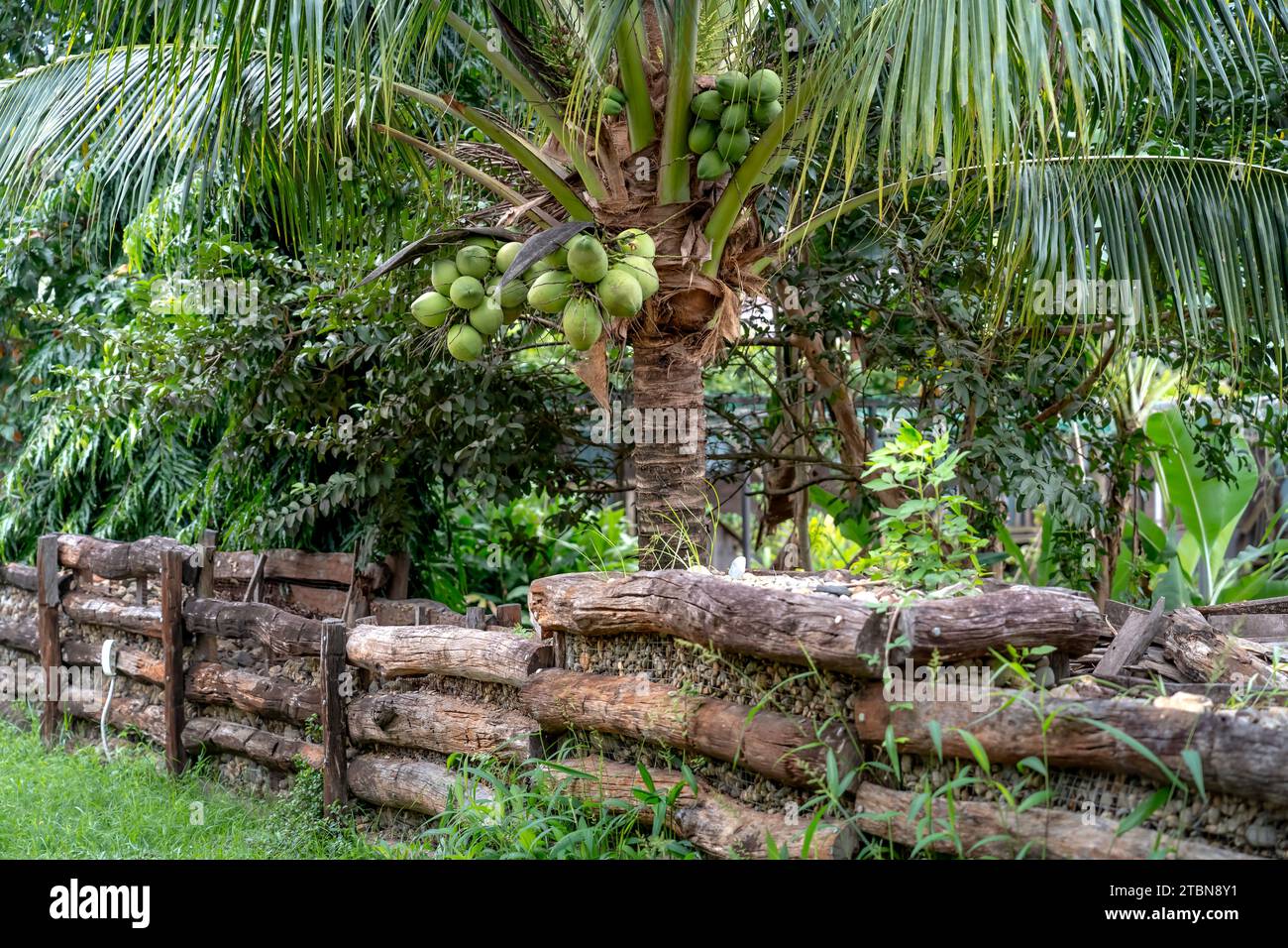 Beaucoup de noix de coco sur l'arbre au Vietnam Banque D'Images