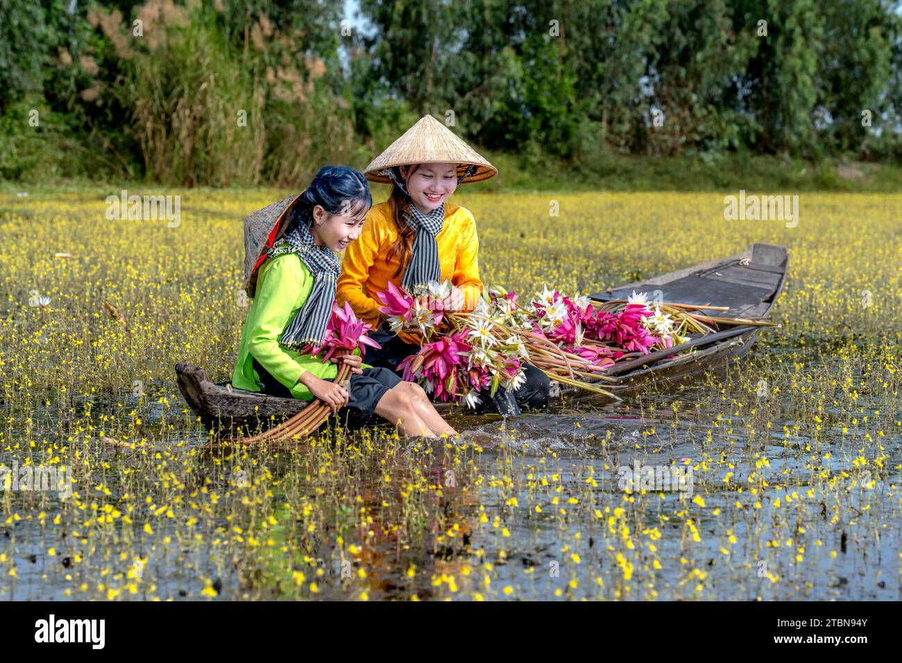 District de MOC Hoa, province de long an, Vietnam - 2 décembre 2023 : femmes dans l'ouest du Vietnam pendant la saison de floraison Utricularia foliosa, est un grand sus Banque D'Images