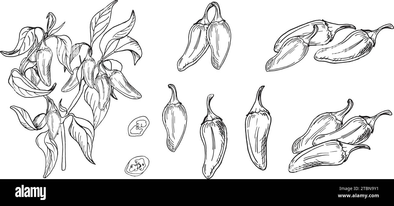 Bush de jalapeno vert illustration vectorielle de piments forts isolé sur fond blanc. Encre tirée à la main au piment. Graphique blanc noir de plante de piment Illustration de Vecteur