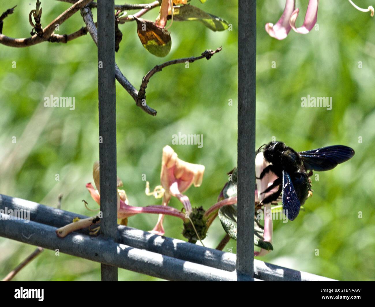 Abeille menuisier sur chèvrefeuille de floraison dans une clôture métallique Banque D'Images