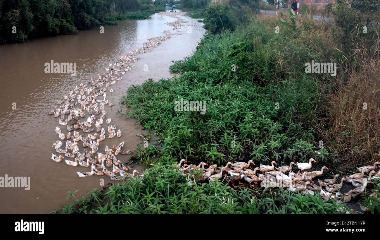 Élever des canards pour les œufs par la méthode de courir dans le champ — free download