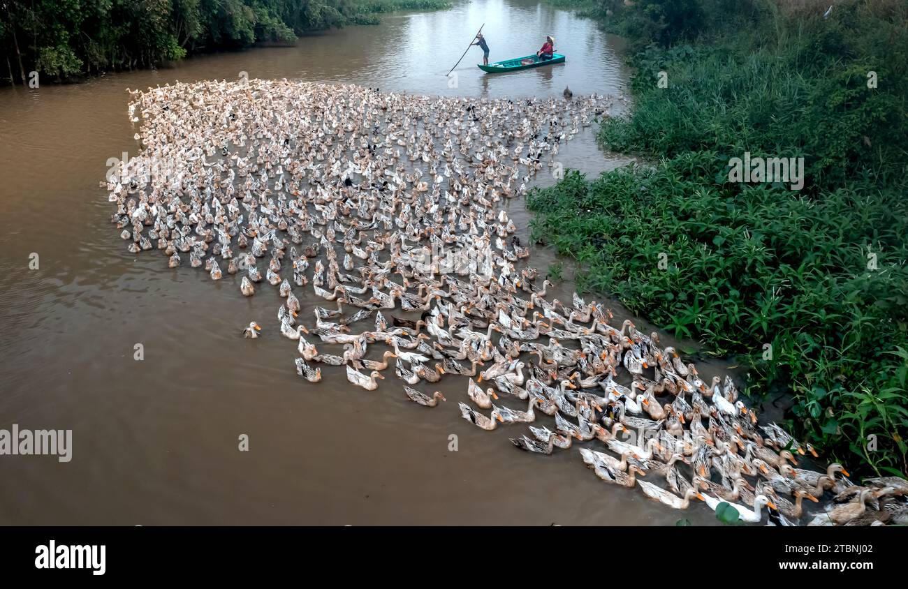 Élever des canards pour les œufs par la méthode de courir dans le champ — free download