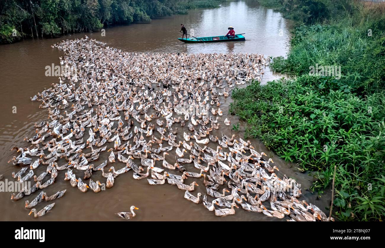 Élever des canards pour les œufs par la méthode de courir dans le champ — free download